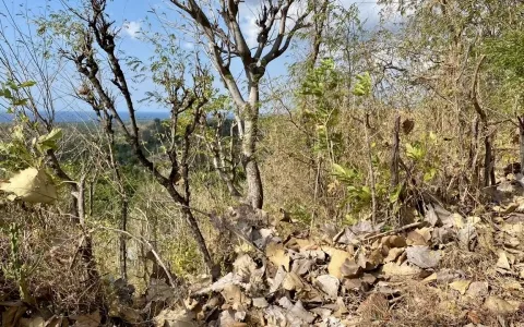 Dijual cepat tanah daerah singaraja, Buleleng f319