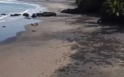Dijual tanah los pantai Tabanan