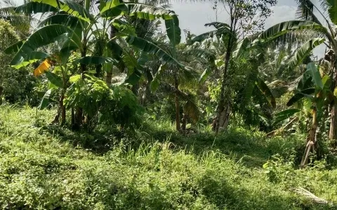 Tanah dijual di Dusun selabih