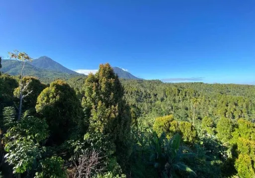 Dijual lahan kebun Cengkeh di daerah Munduk