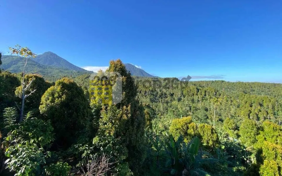 Dijual lahan kebun Cengkeh di daerah Munduk
