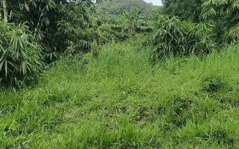 Dijual Lahan Cantik di Desa Pancasari