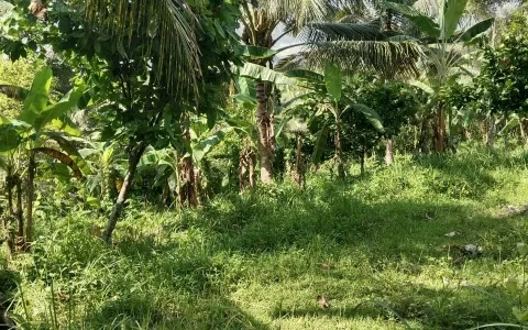 Tanah dijual di Dusun selabih