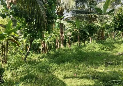 Tanah dijual di Dusun selabih