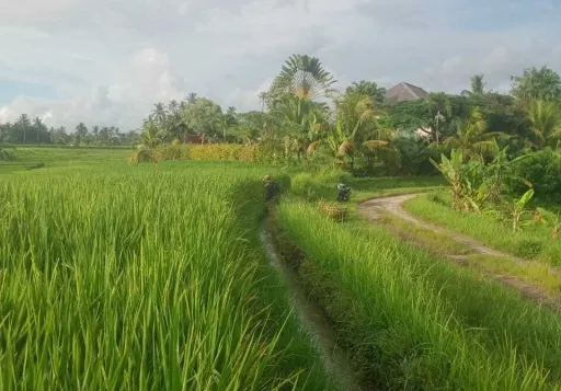 Tanah daerah lebak suren