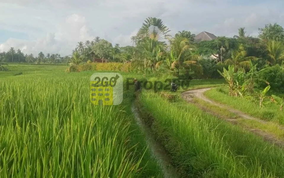 Tanah daerah lebak suren